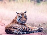 Tiger Safari at Bandhavgarh